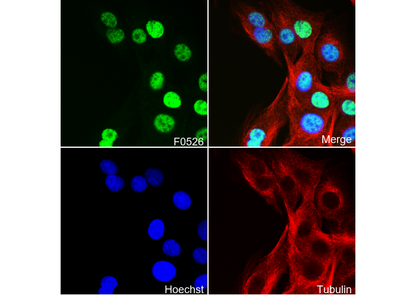 SIRT1 Antibody
