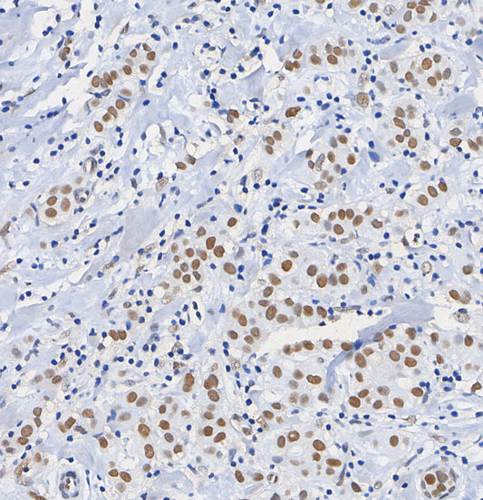 SIRT1 Antibody