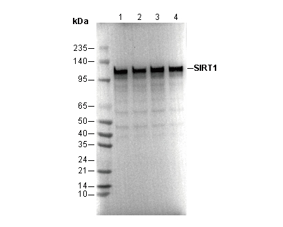 SIRT1 Antibody