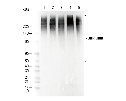 Ubiquitin (linkage-specific Lys48) Antibody