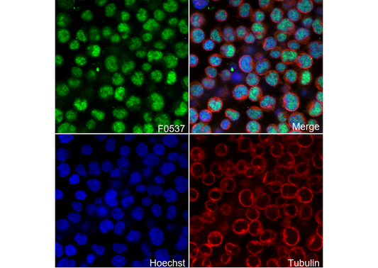 AML1 Antibody