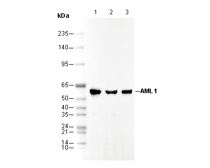AML1 Antibody