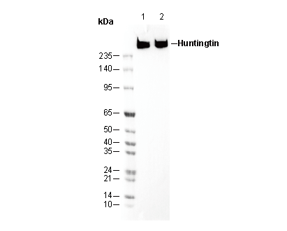Huntingtin Antibody