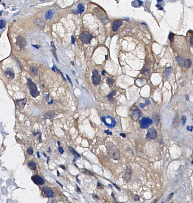IDO Antibody