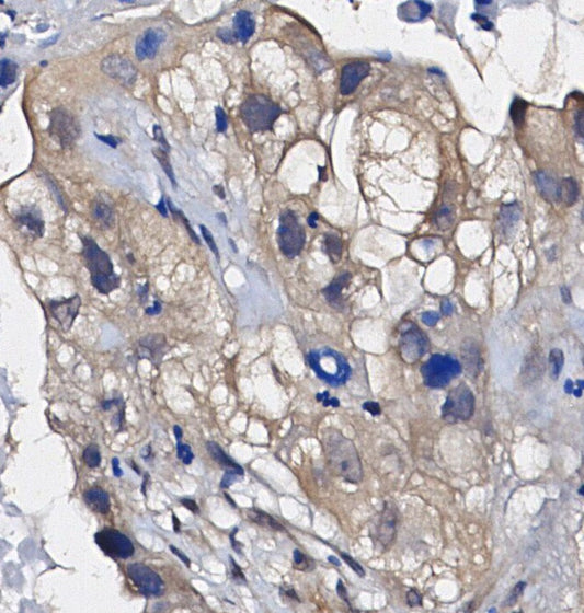 IDO Antibody