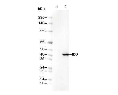 IDO Antibody