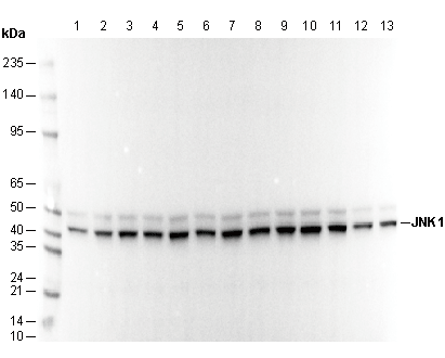 JNK1 Antibody