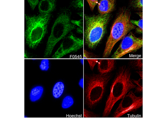 Keratin 8/18 Antibody