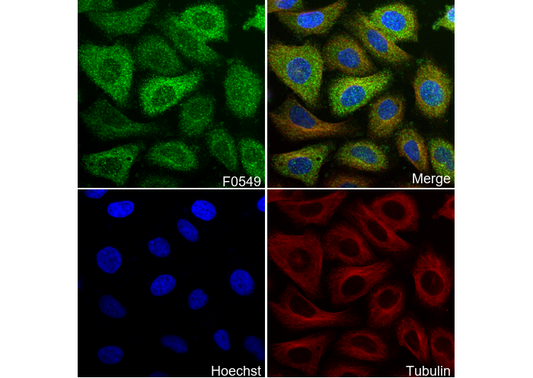 NFAT1 Antibody