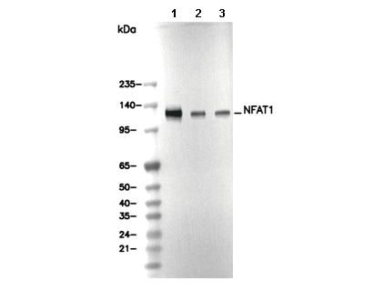 NFAT1 Antibody