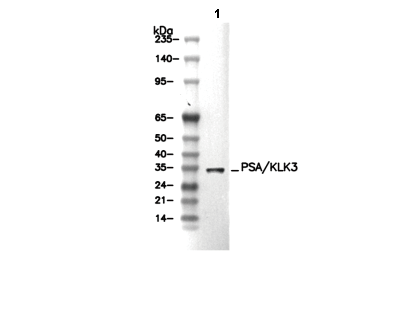PSA/KLK3 Antibody