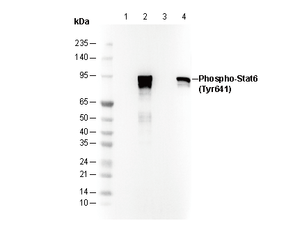 Phospho-STAT6 (Tyr641) Antibody