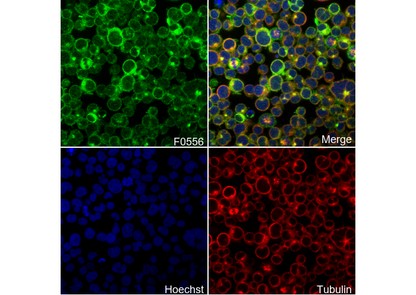 Phospho-Zap-70 (Tyr319)/Syk (Tyr352) Antibody