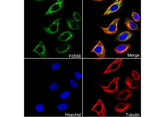 Puma Antibody