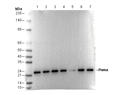 Puma Antibody