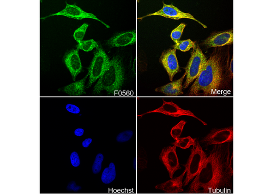 Syk Antibody