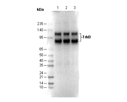 TrkB Antibody
