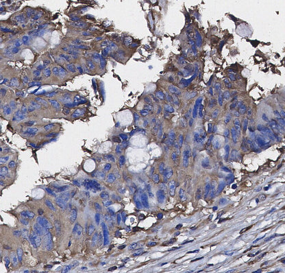 eIF4E Antibody