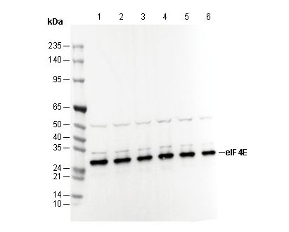eIF4E Antibody