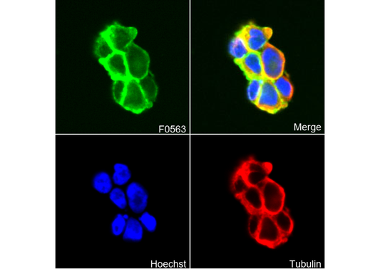 p75NTR Antibody
