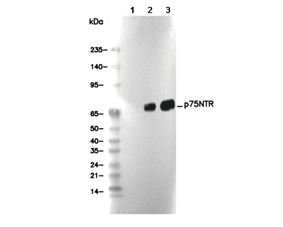 p75NTR Antibody