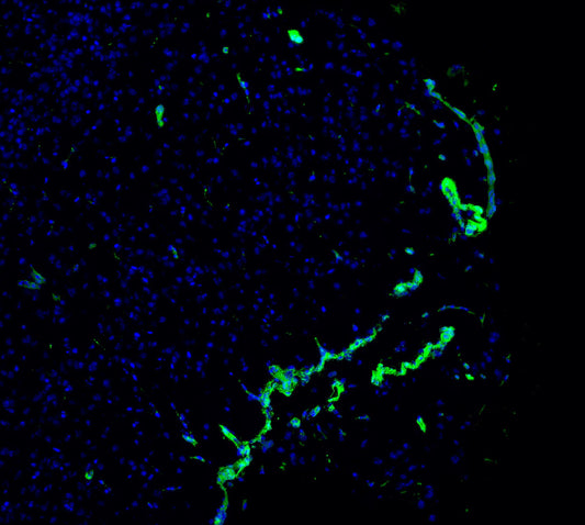 α-Synuclein Antibody