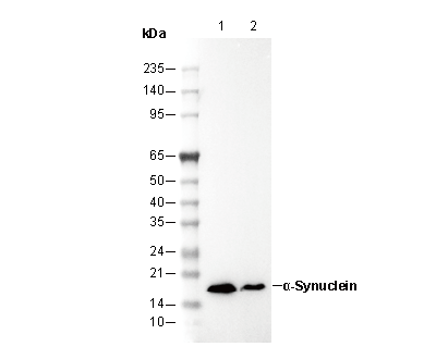 α-Synuclein Antibody