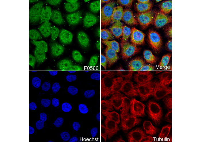 Mitofusin 2 Antibody