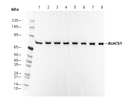 AceCS1 Antibody