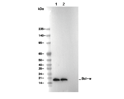 Bcl-w Antibody