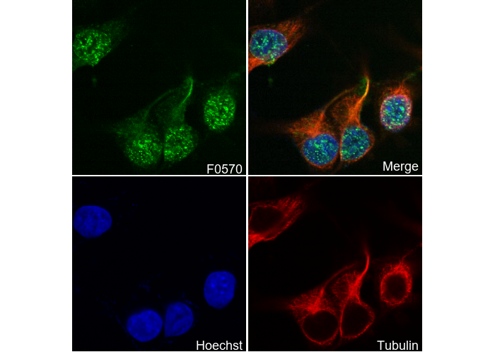 Bmi1 Antibody