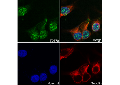 Bmi1 Antibody