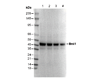 Bmi1 Antibody
