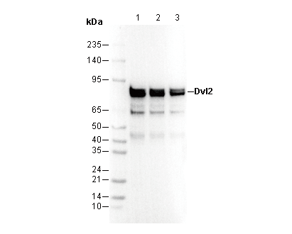 Dvl2 Antibody