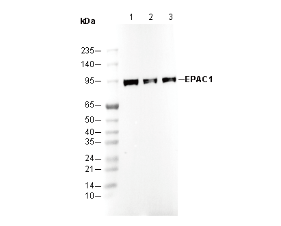 EPAC1 Antibody