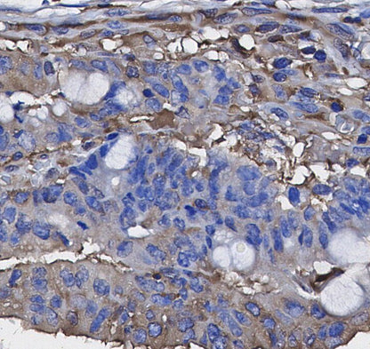 ILK1 Antibody