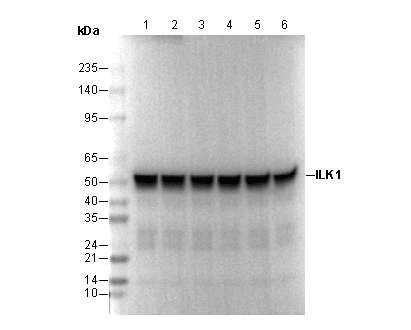 ILK1 Antibody