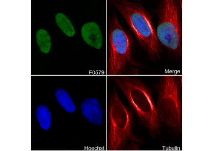 Ku80 Antibody