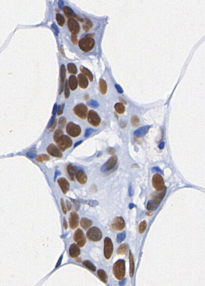 Ku80 Antibody