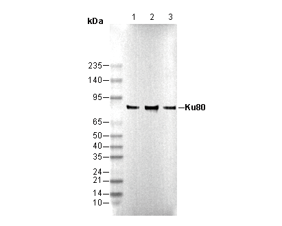 Ku80 Antibody