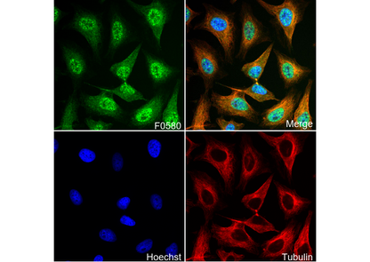 Livin Antibody