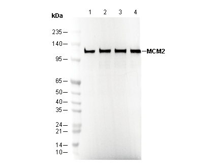 MCM2 Antibody