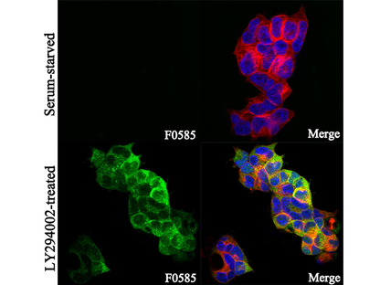 Non-phospho 4E-BP1 (Thr46) Antibody