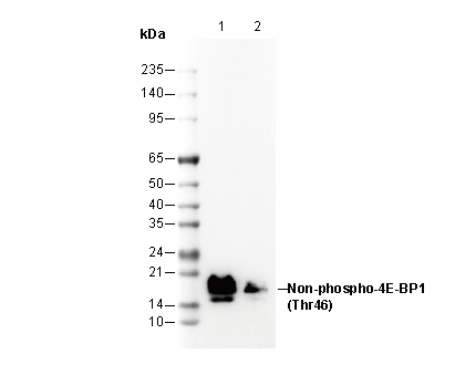 Non-phospho 4E-BP1 (Thr46) Antibody