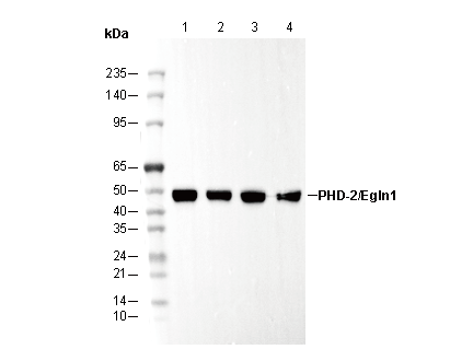 PHD-2/Egln1 Antibody