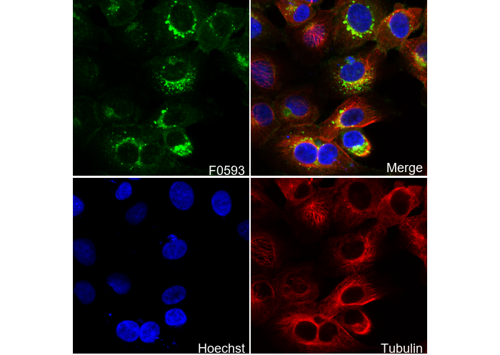 Phospho-Cyclin D1 (Thr286) Antibody