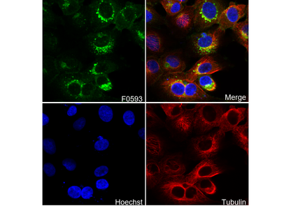 Phospho-Cyclin D1 (Thr286) Antibody