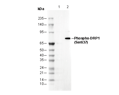 Phospho-DRP1 (Ser637) Antibody