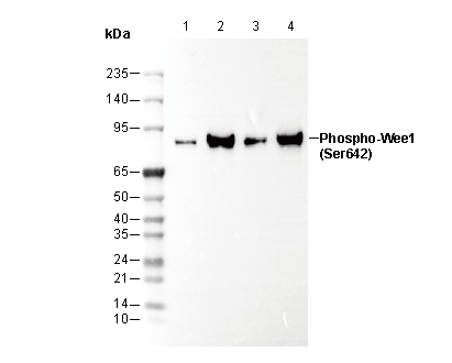 Phospho-Wee1 (Ser642) Antibody