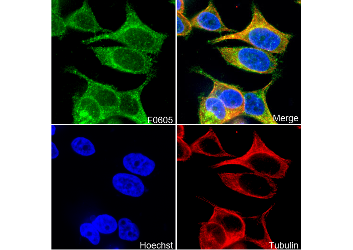 Rab10 Antibody